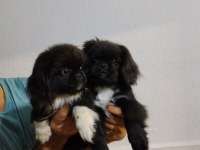 Zeytin Gözlü Pekinez Yavrular