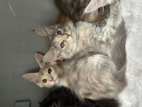 Renk güzelleri maine coon