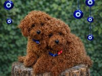 İNANILMAZ GÜZELLİKTE GERÇEK TOY POODLE YAVRULAR