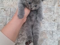 British shorthair ve longhair bebekler
