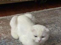 A KALİTE PAMUK SCOTTİSH FOLD OĞLUMUZ