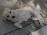 İngiliz çoban köpeği yavruları