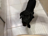 Şecereli cane corso iki buçuk aylık yavrularım