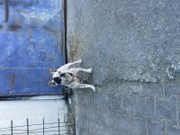 Fransız buldog dişi