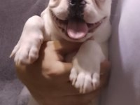4 Aylık aşılı French Bulldog yavrumuz