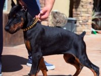 Kaliteli İnsanın Kaliteli Köpeği Olur