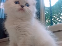 British shorthair istanbul içinde ulaşımını sağlıyorum