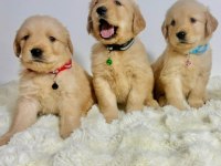 Golden Retriever Yavrular Kapıda Ödeme Mevcut