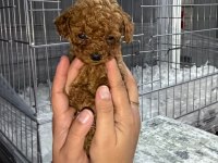 micro kore teacup poodle