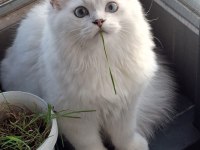 British longhair yavru kediler