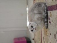 Golden point scottish fold dişi