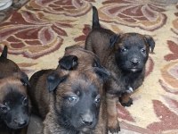 Belçika Malinois İyisini Büyütmek İsteyenlere