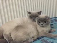 BİRBİRİNDEN AYRILMAYAN PAMUK SURATLI GÜZEL KEDİLER