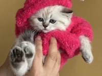 BRİTİSH SHORTHAİR KEDİLERİM