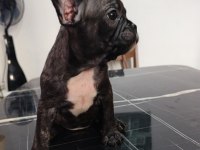 A kalite şecereli yavru french bulldog