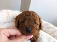 KORE KAN POODLE SAHİPLENDİRME