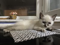 British shorthair blue point