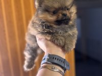 Safkan ayı surat Pomeranian Boo