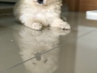 Yeni Pomeranian Yavrularımız, Yeni Yuvalarımız