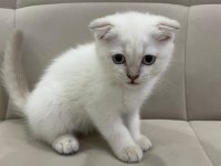 Aşılı Safkan Scottish Fold