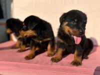 Rottweiler