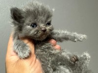 2 aylık british shorthair yavrularım