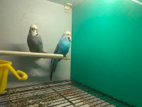 Jumbo yerli ve yavru muhabbet kuşu takımlar