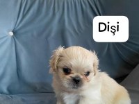 İmperial Pekinez 3 dişi 2 erkek