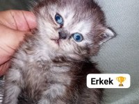Longhair scottish chocolate ve white baby british longhair