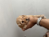 İyi Kalite Maltipoo
