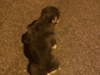 LİLAC & TAN FRENCH BULLDOG ERKEĞİMİZ EŞLEŞMEYE AÇIK