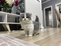 British Shorthair ve Longhair Yavrular