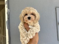 KORE KAN MALTİPOO BEBEKLER DAHA İYİSİ YOK