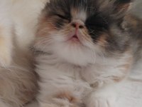 CFA KAYITLI ANNE VE BABA YAVRU İRAN KEDİSİ