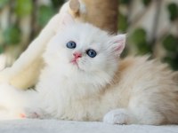 Safkan muazzam tip top kafa erkek british longhair