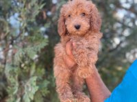 Orijinal Maltipoo Yavrular Randevu Alarak Bakabilirsiniz