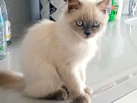 4 aylık blue point kedimiz yeni yuvasını arıyor
