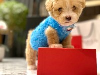 Korenin yakışıklısı 0 boy Maltipoo Maximilliano