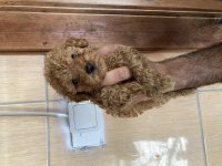 En koyusundan en orjinalinden toy poodle bebişler