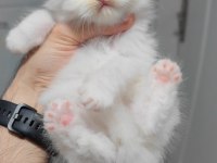 British longhair kedisi