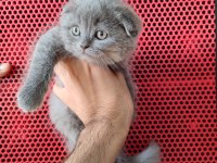 A Kalite Dişi Erkek Top Kafa Scottish Fold Yavrularımız