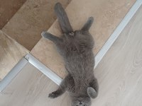 British shorthair oğluma eş arıyorum