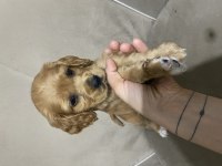 Dünya tatlısı american cocker kız bebek bakımlı