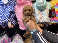 Toy Poodle güzelliği