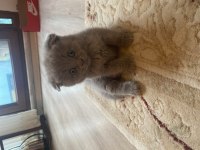 acil sahiplendirmek istiyorum kedimizi