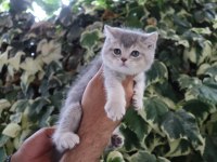 BABA FULL ŞECERELİ BEBEKLERİM