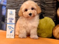 Apricot Renkte Poodle Bebeklerimiz