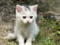 3 adet şecereli british shorthair bebeklerim