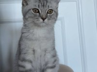 British shorthair erkek ve sevimli