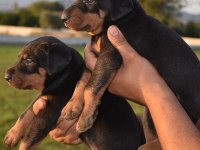 Europa Doberman Yavrular